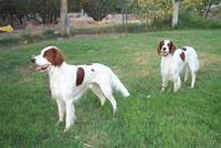redandwhitesetter phillips