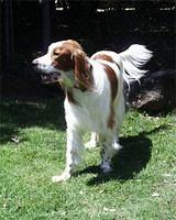 redandwhitesetter york