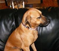 redbonecoonhound