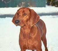 redbonecoonhound brooke