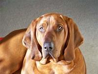 redbonecoonhound godshall