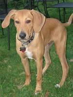 redbonecoonhound gremmell