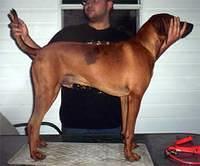 redbonecoonhound lamarr