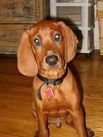 redbonecoonhound leslie