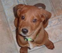 redbonecoonhound scarpelli