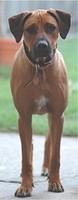 rhodesianridgebacks