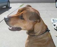 rhodesianridgeback goldstein