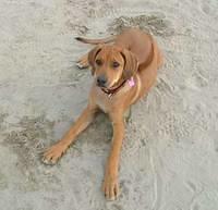 rhodesianridgeback lindstrom