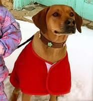 rhodesianridgeback lindstrom2