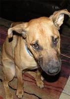 rhodesianridgeback may