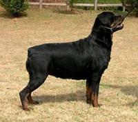 rottweilers