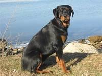 rottweiler bobetich