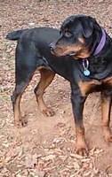 rottweiler brown3