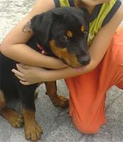 rottweiler buerle