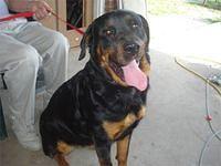 rottweiler castilo