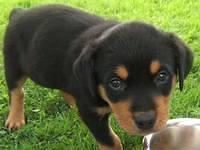 rottweiler christie
