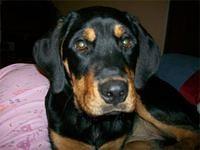 rottweiler creager2
