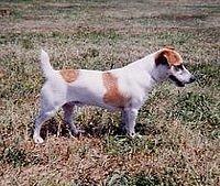 russellterrier black