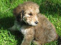 saintberdoodles