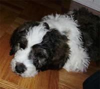 saintberdoodle wilson