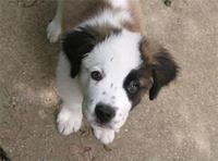 saintbernards