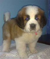 saintbernard goel