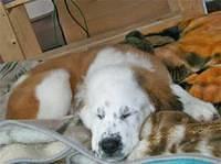 saintbernard richardson2