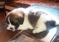 saintbernard tiwari