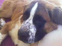 saintbernard wright