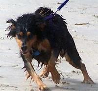 salukis
