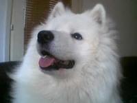 samoyed ciric
