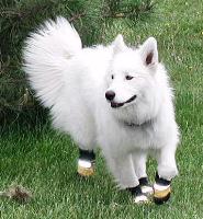 samoyed hoffmann