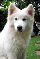 samoyed lang