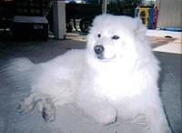 samoyed melissa