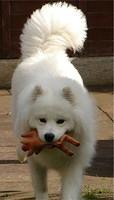 samoyed o'kane