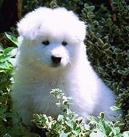 samoyed onyx