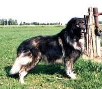 sarplaninac coninck