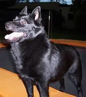 schipperkes