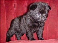 schipperke mohon