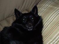schipperke myers