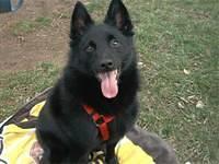 schipperke nicholson