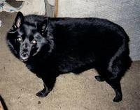 schipperke swinger