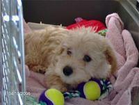 schnoodles
