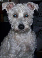 schnoodle bernhardt