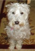 schnoodle carlat