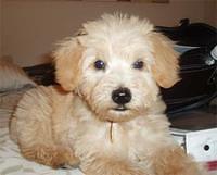 schnoodle santos