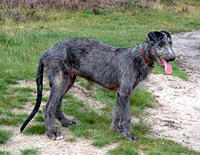 scottishdeerhounds