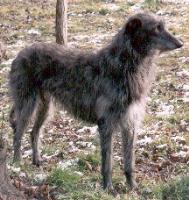 scottishdeerhound sambin