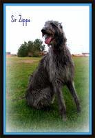 scottishdeerhound wilson