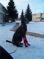 scottishdeerhound wilson2